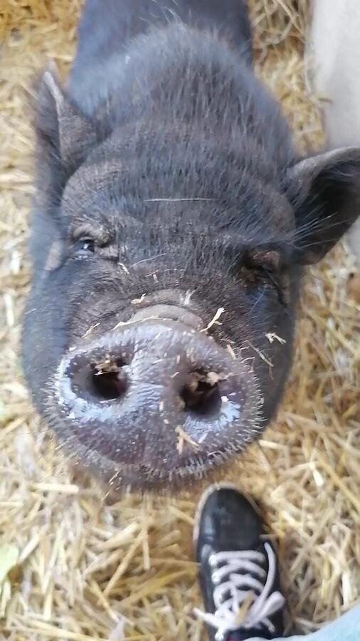 Germaine, le cochon nain, au refuge