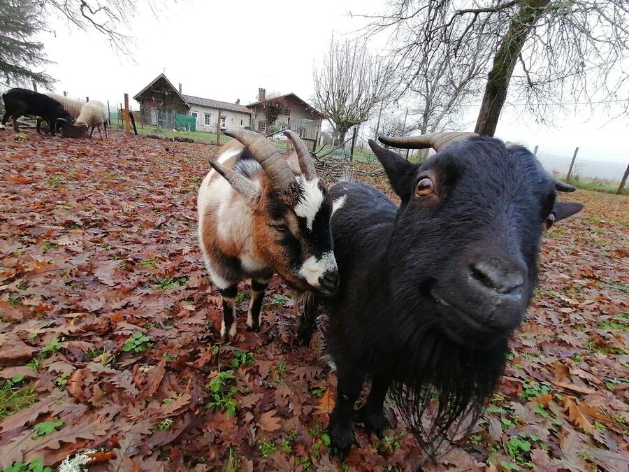 Deux chèvres dans le parc en automne