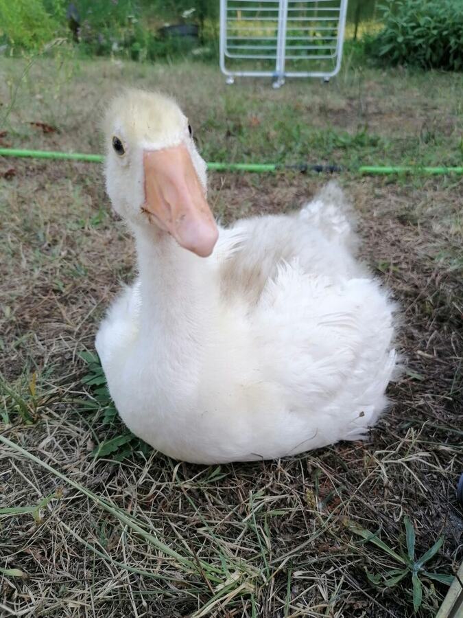 Une jeune oie blanche dans l’herbe