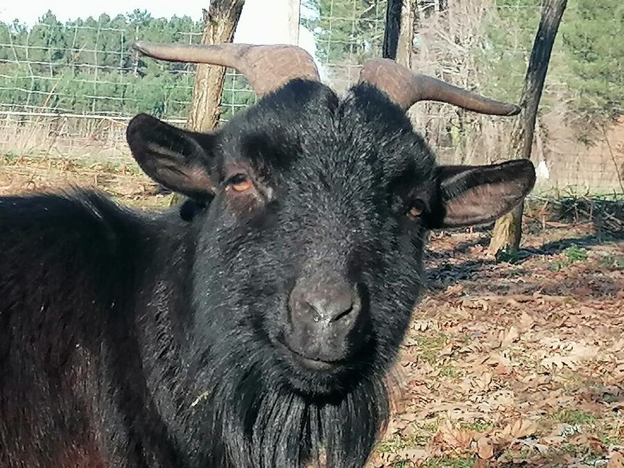 Charbon, le bouc du refuge