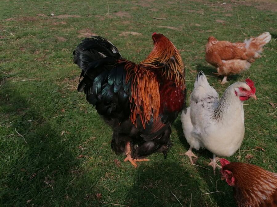 Le coq et les poules en liberté