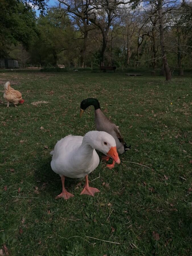 Une oie et un canard dans le parc