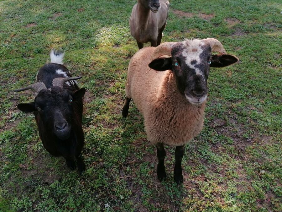 Une chèvre et un mouton du refuge