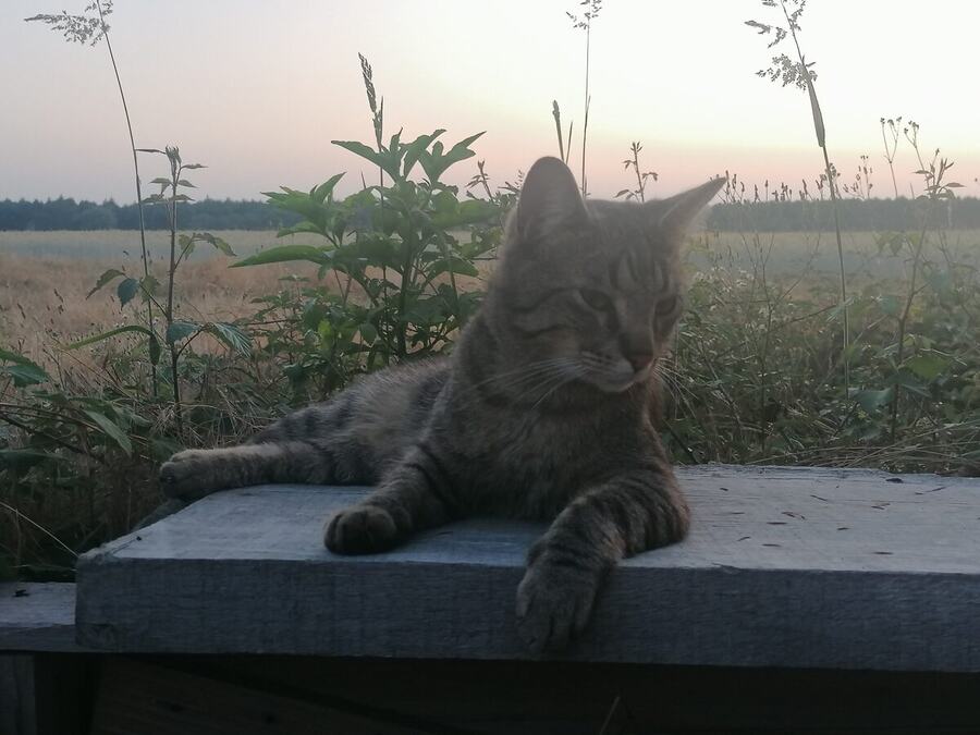 Le chat au coucher du soleil