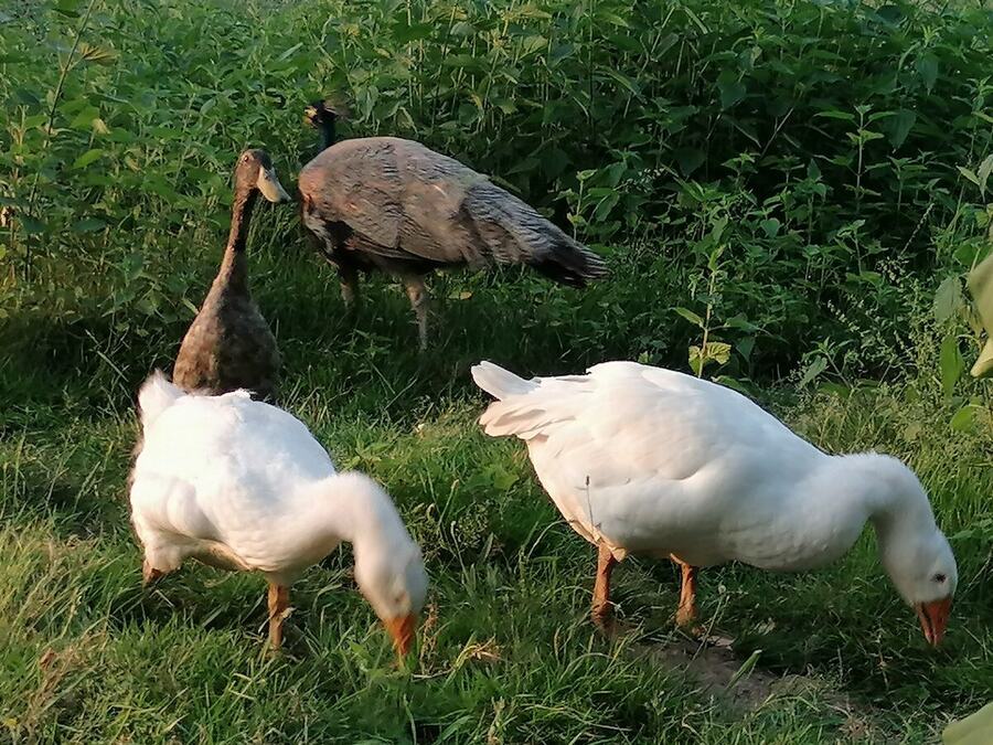 Les oies et les canards réunis