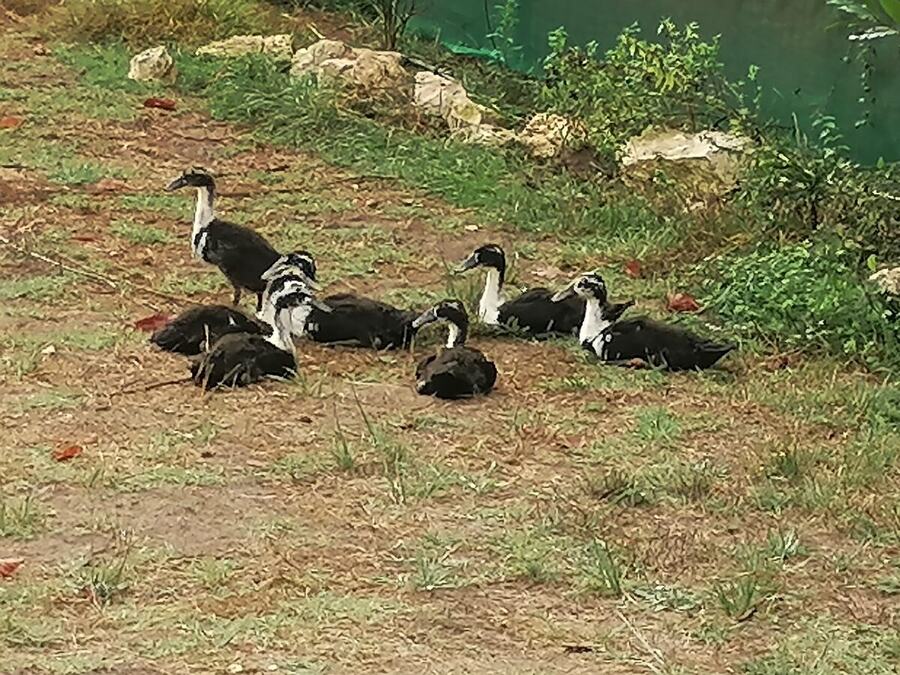 Les canards du refuge dans le parc