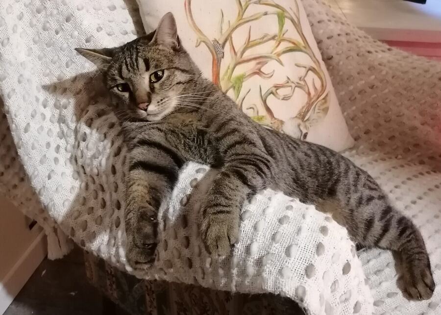 Le chat se reposant sur le canapé