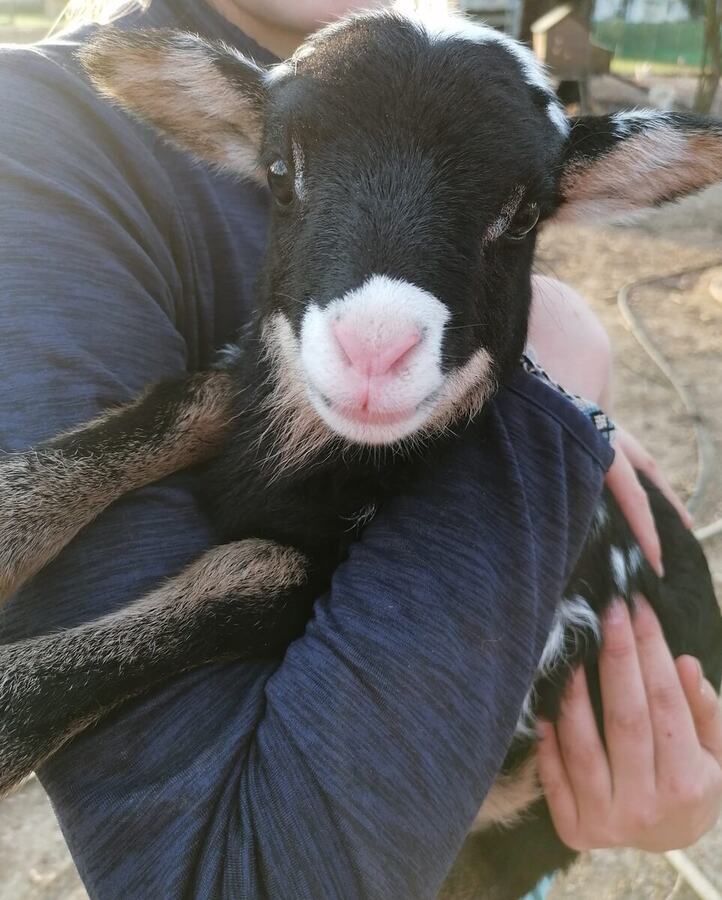 Un jeune agneau noir du refuge
