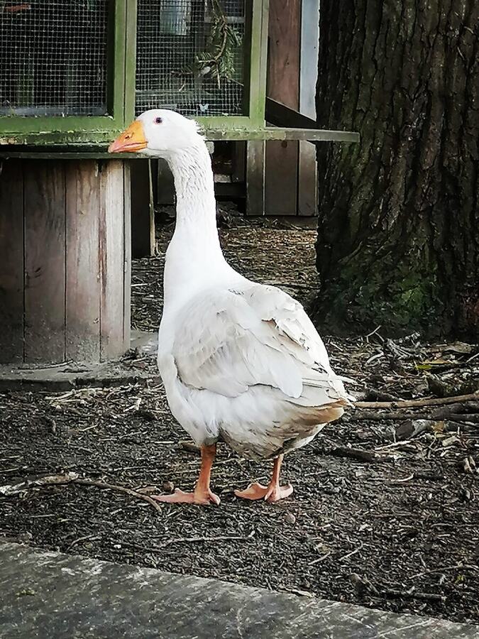 Portrait d’une oie blanche