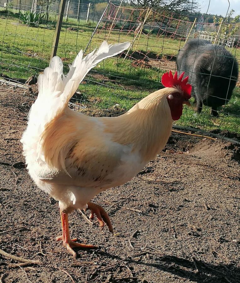 Portrait d’un coq blanc