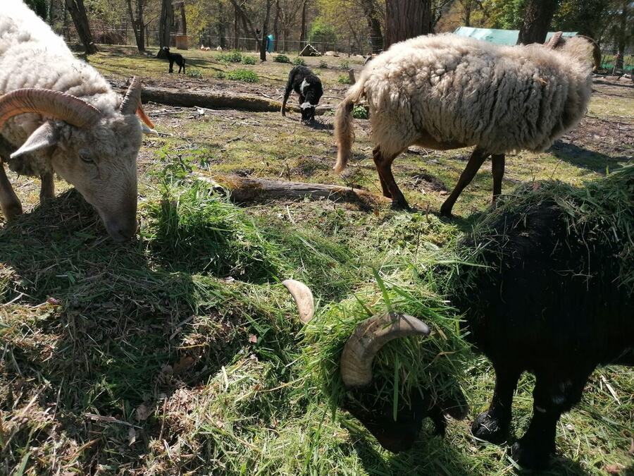 Les moutons réunis pour leur repas