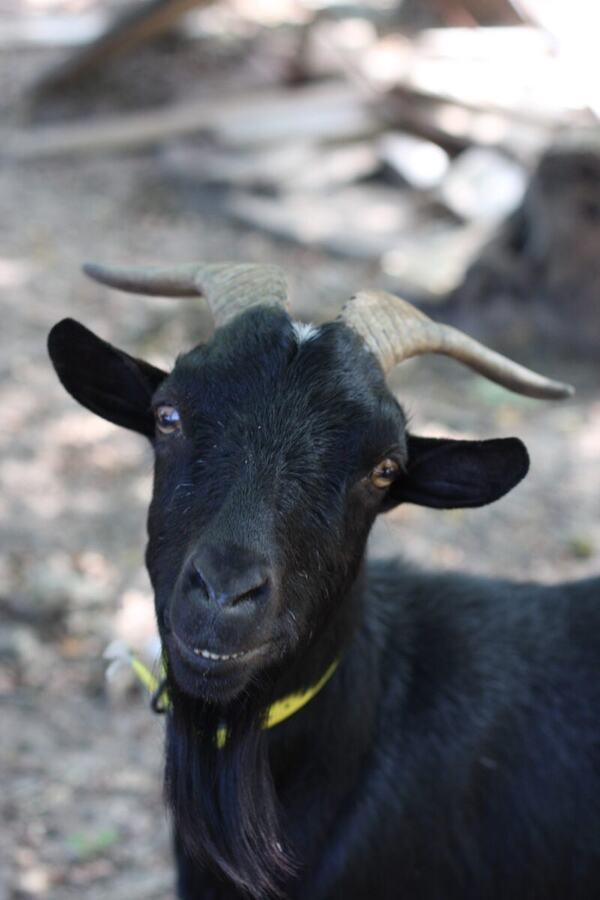 Portrait de Charbon, le bouc noir