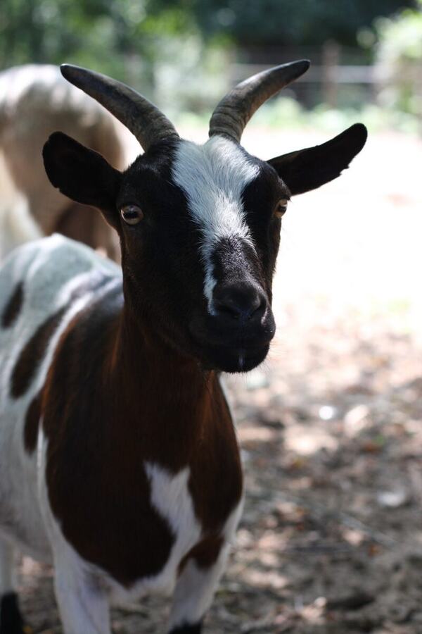 Portrait d’une chèvre tachetée