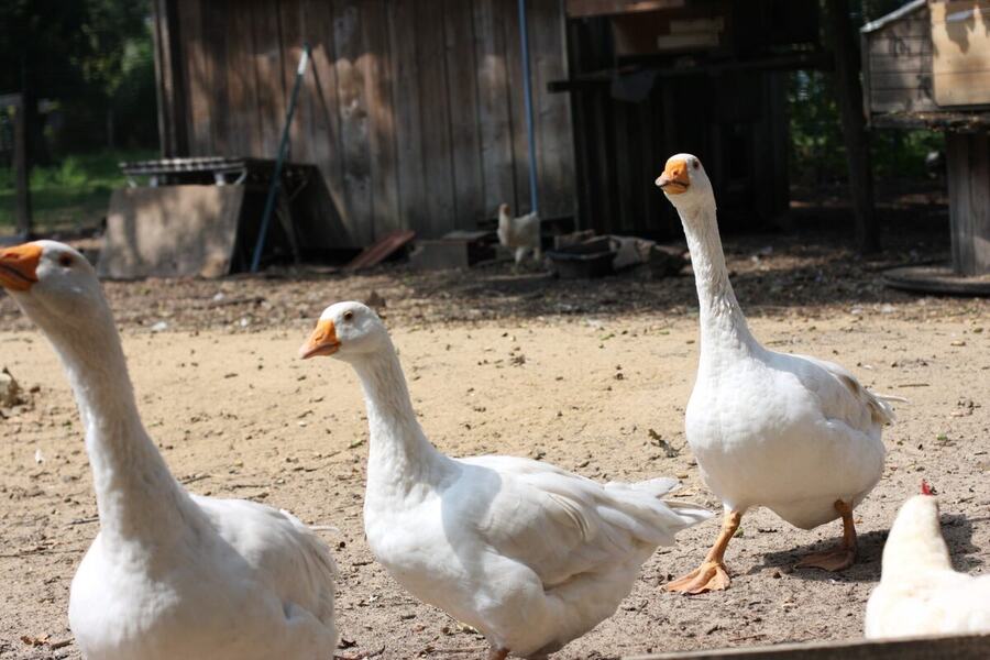 Trois oies dans leur parc