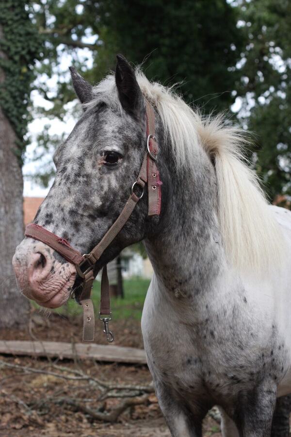 Portrait de Zizou, le poney