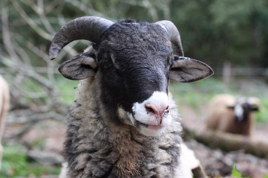 Portrait d’un mouton du refuge