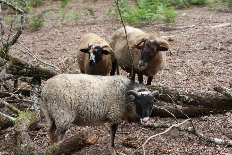 Le troupeau de moutons dans le parc