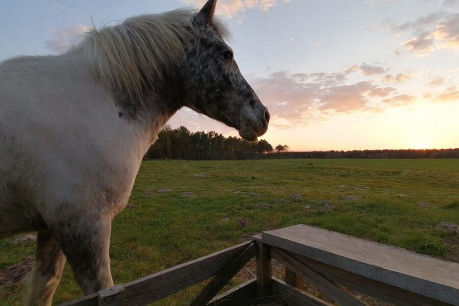 Zizou au coucher du soleil